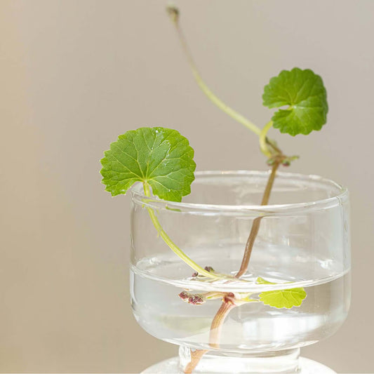 Masque Apaisant à la Centella Asiatica